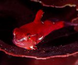 Cyclopterus lumpus rognkjeksbaby på kjøttblad