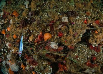 Edderkoppnett av liner langs bunn med mye marint liv, foto Vebjørn Karlsen