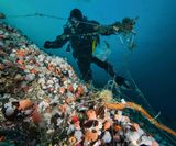 Slukplukking dykker med fiskeliner