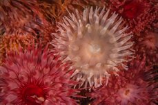 White and red anemones - photo Vebjørn Karlsen
